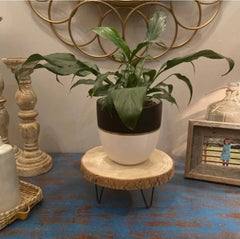 Round Solid Wood Plant Stand Place This Product Slice on a Table Hold Your Items up for Display Perfect for Tabletop